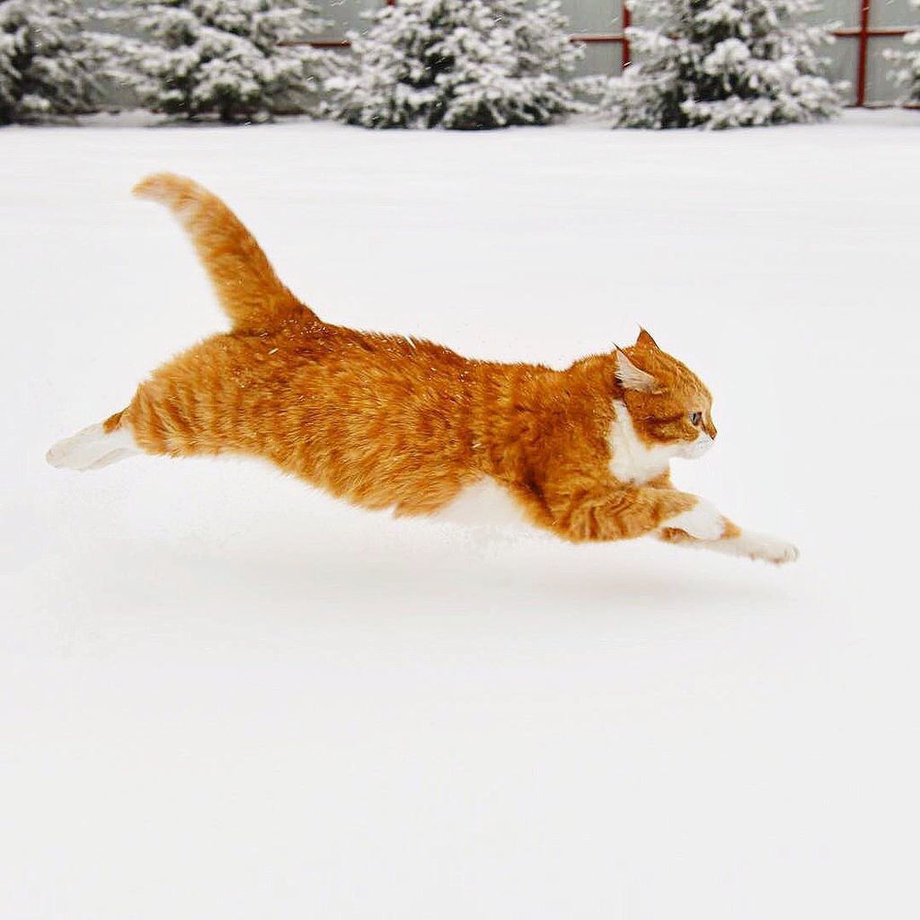 Forrás: Instagram/Cute Snow Ginger Cat