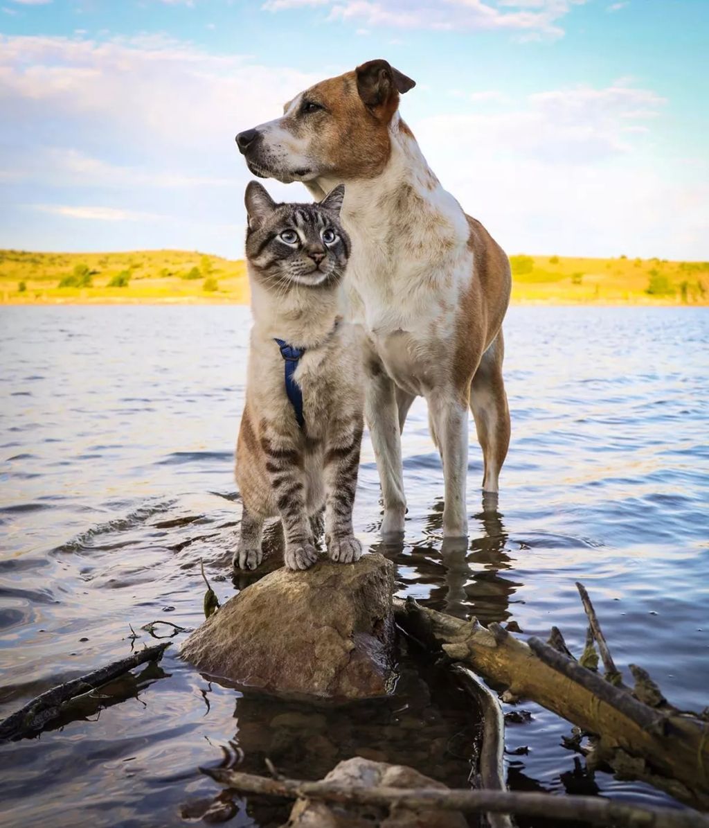 Forrás: Instagram/henrythecoloradodog