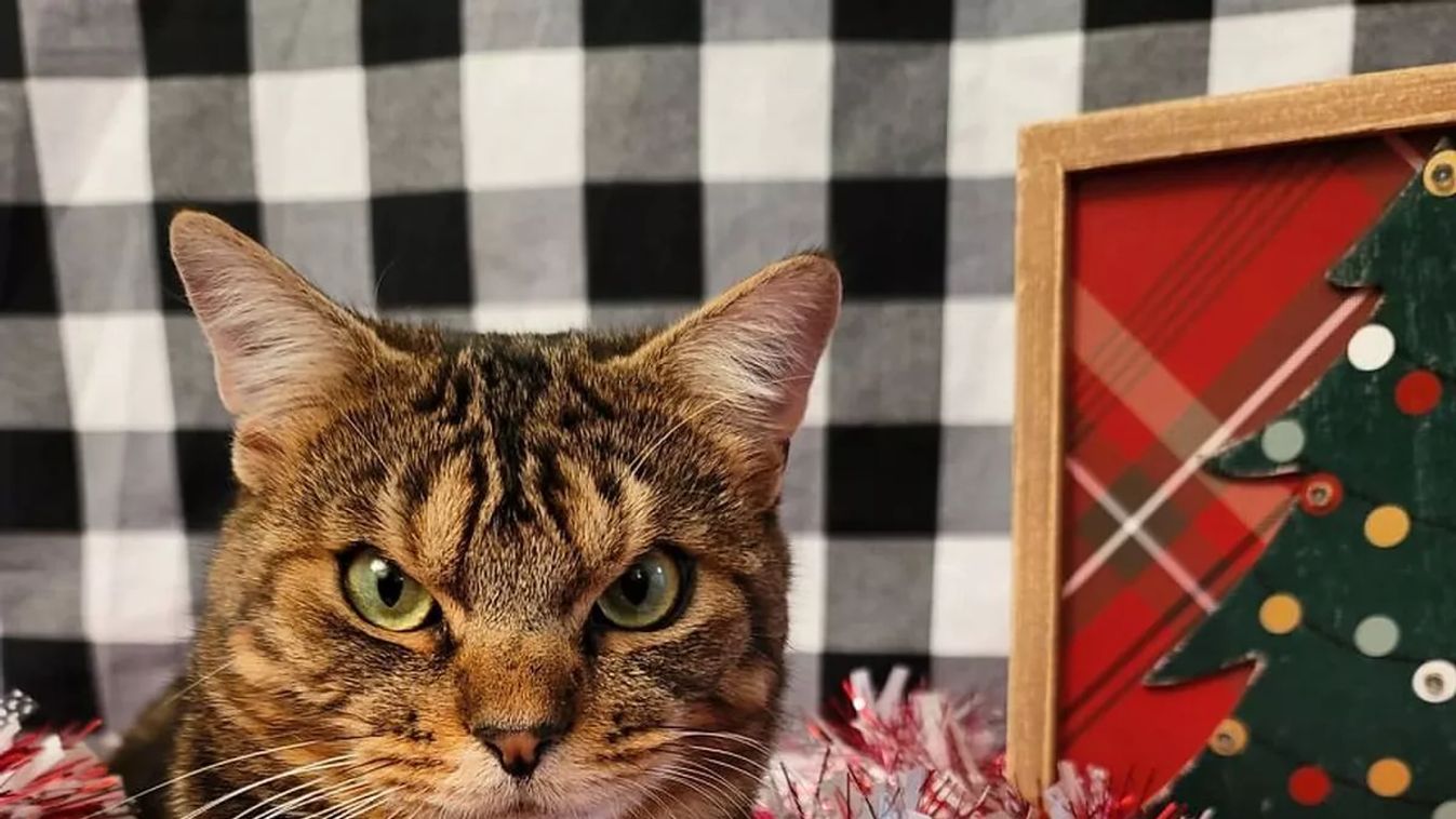 Forrás: Instagram/gigglestheangrycat