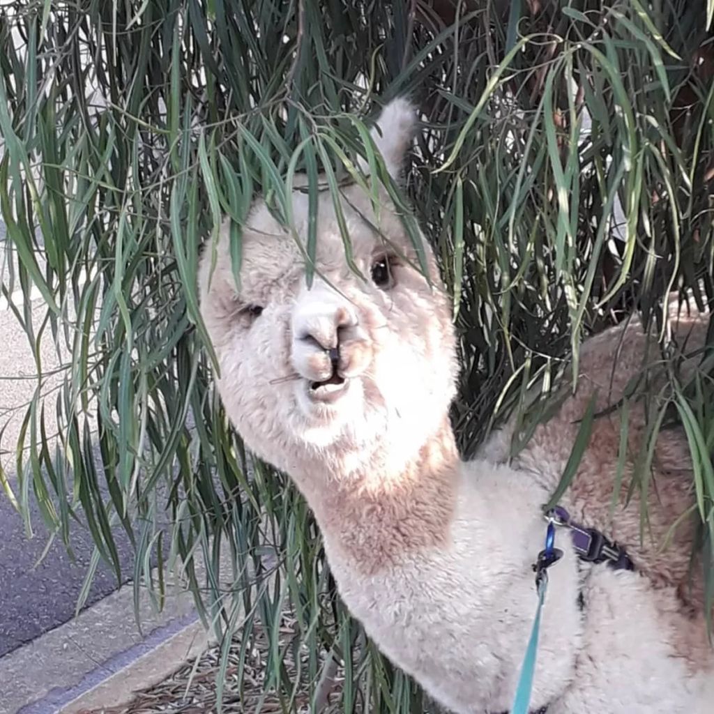 Forrás: Instagram/alfie_the_alpaca_in_adelaide