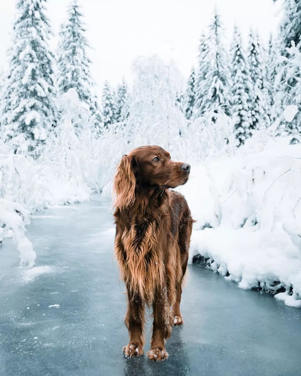 Forrás: Instagram/george_and_troja