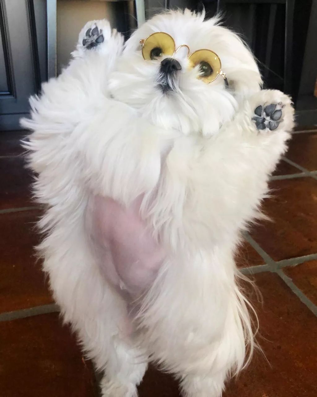 Forrás: Instagram/Coco & Her Sister Cici