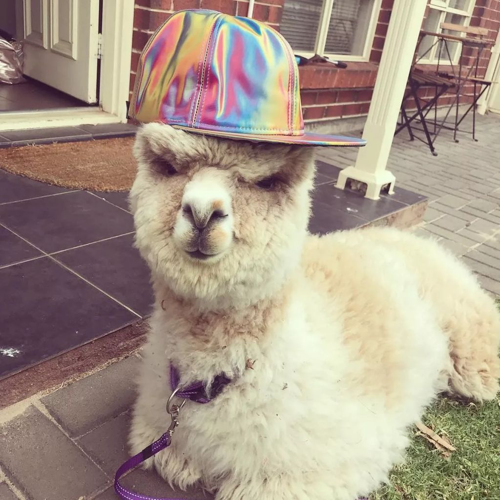 Forrás: Instagram/alfie_the_alpaca_in_adelaide