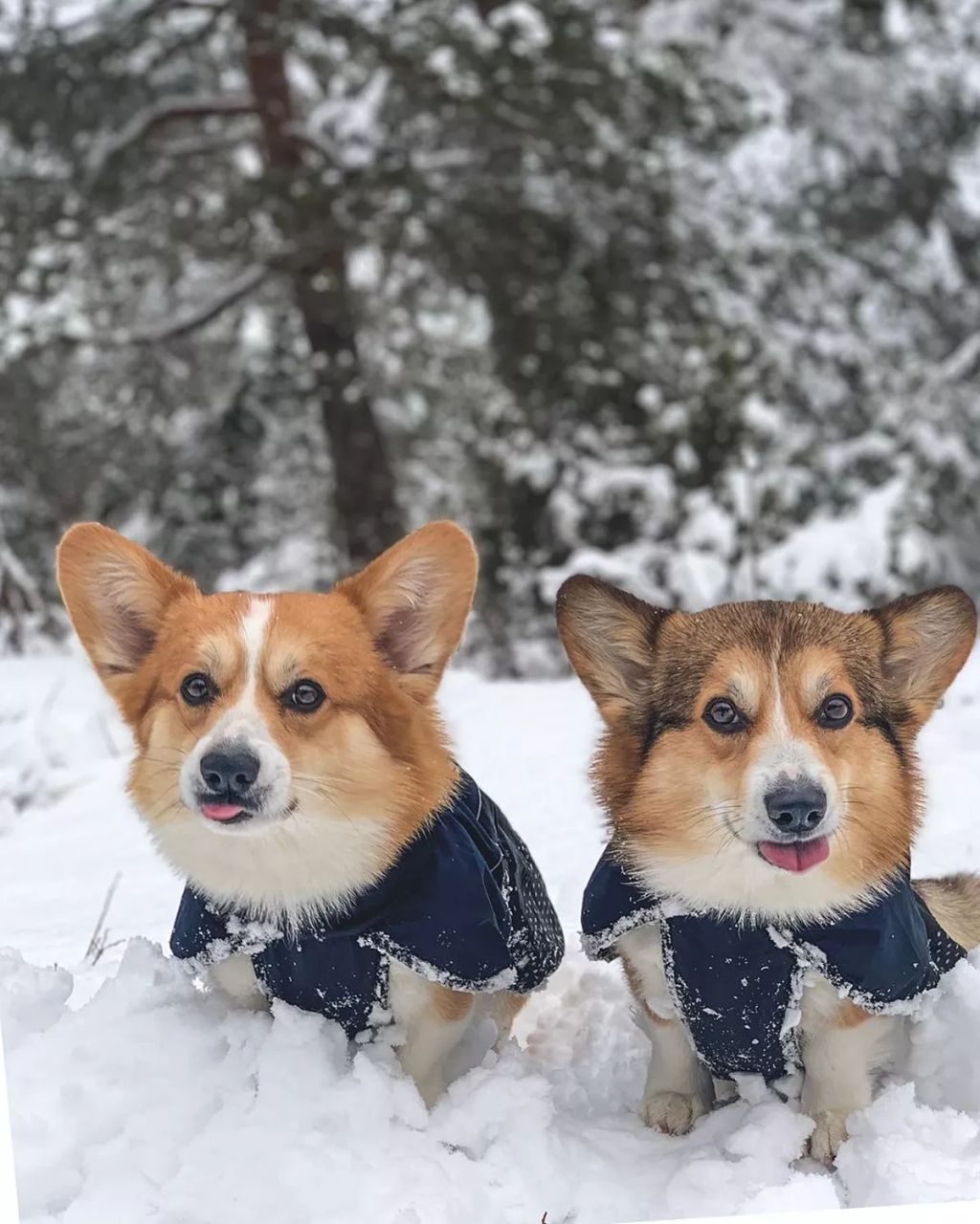 Forrás: Instagram/Louie & Figo
