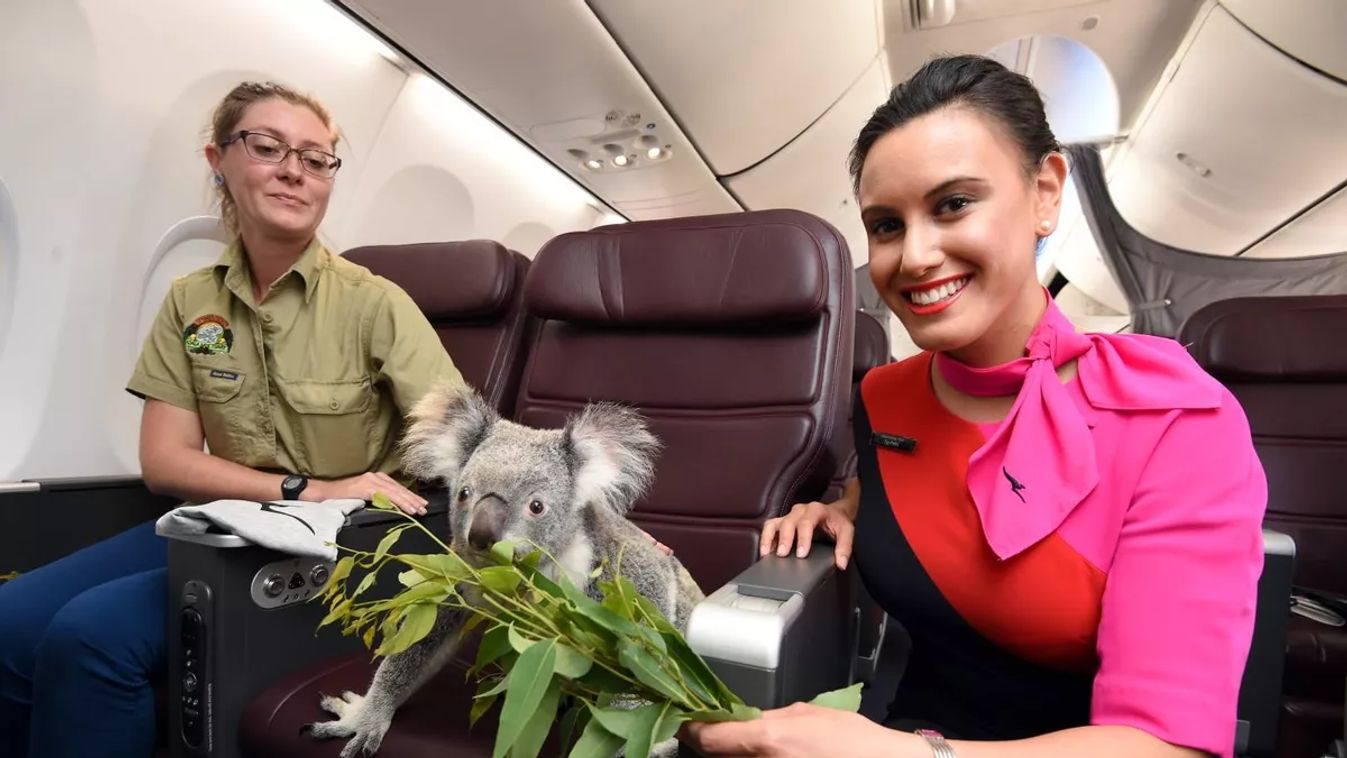 Forrás: Twitter/Qantas