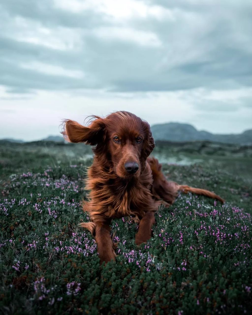 Forrás: Instagram/george_and_troja