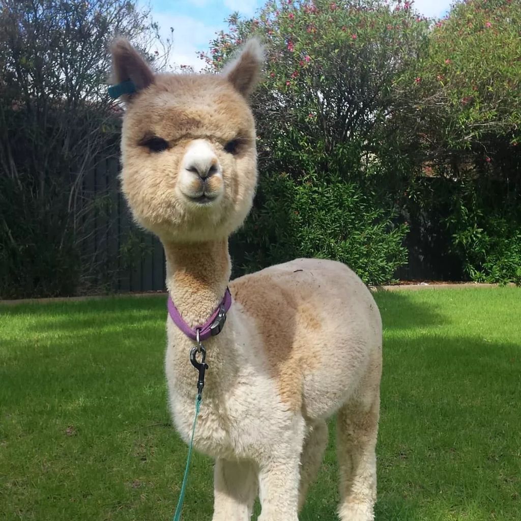 Forrás: Instagram/alfie_the_alpaca_in_adelaide
