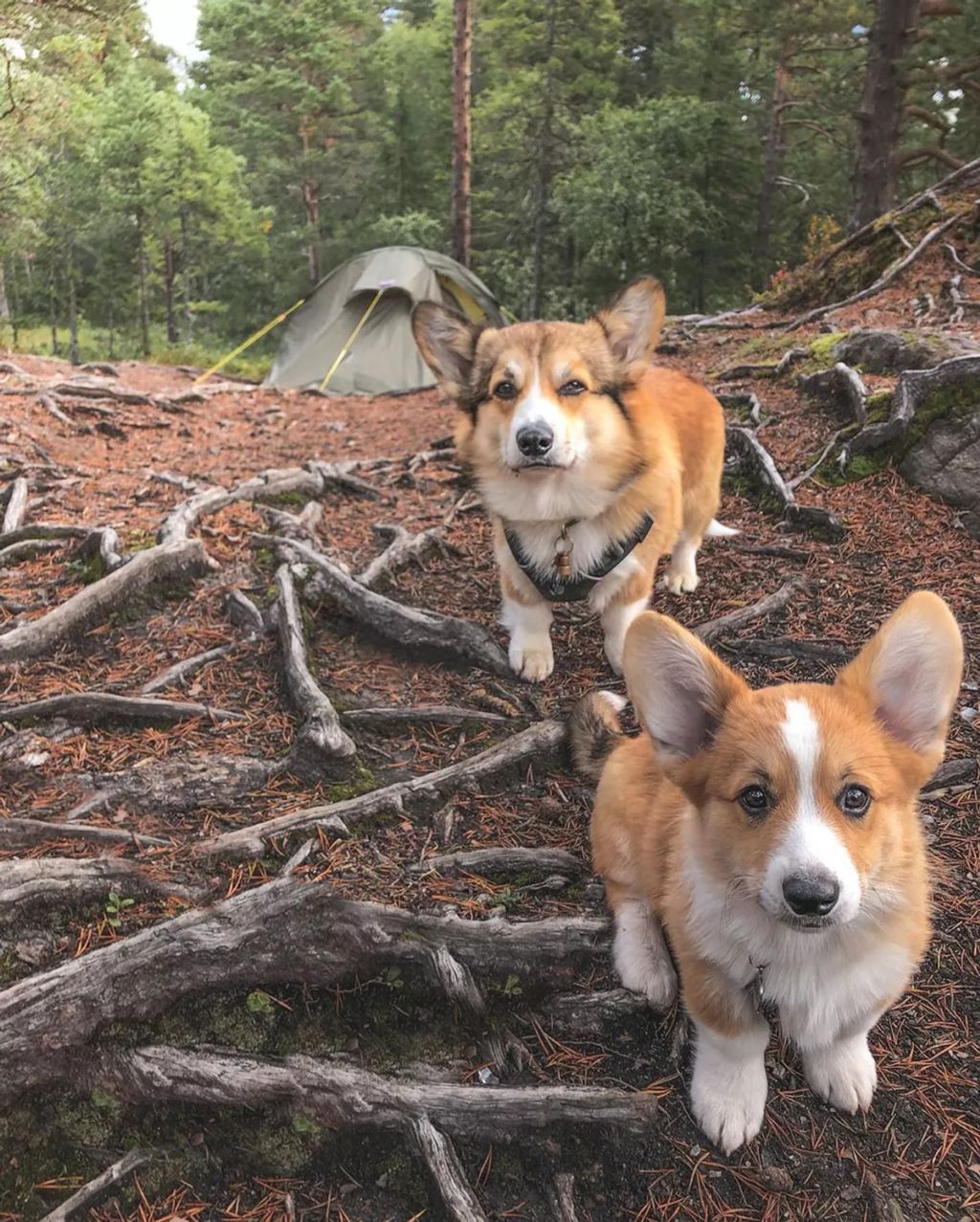 Forrás: Instagram/Louie & Figo