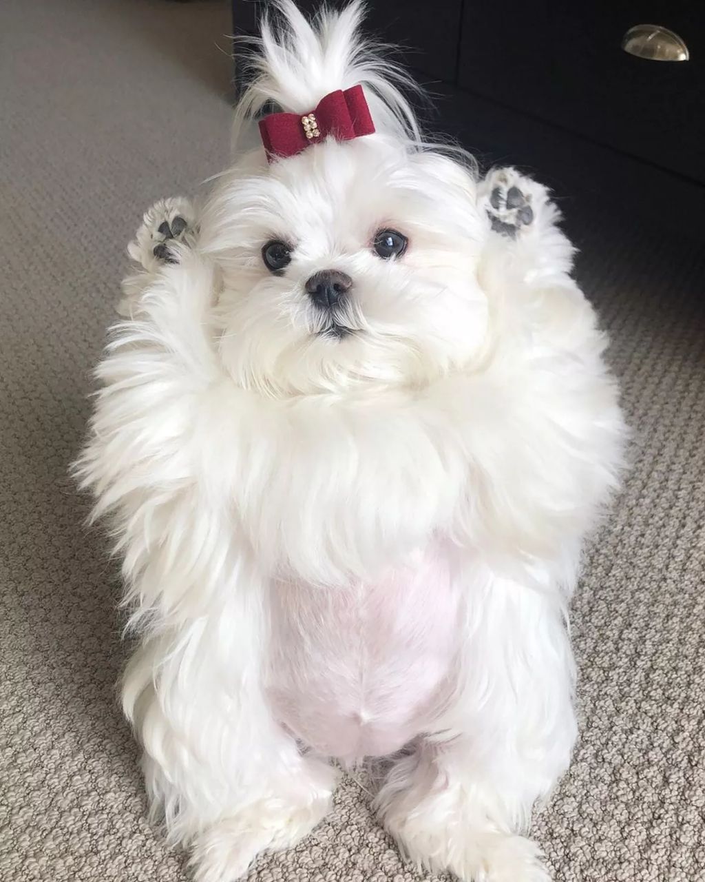 Forrás: Instagram/Coco & Her Sister Cici