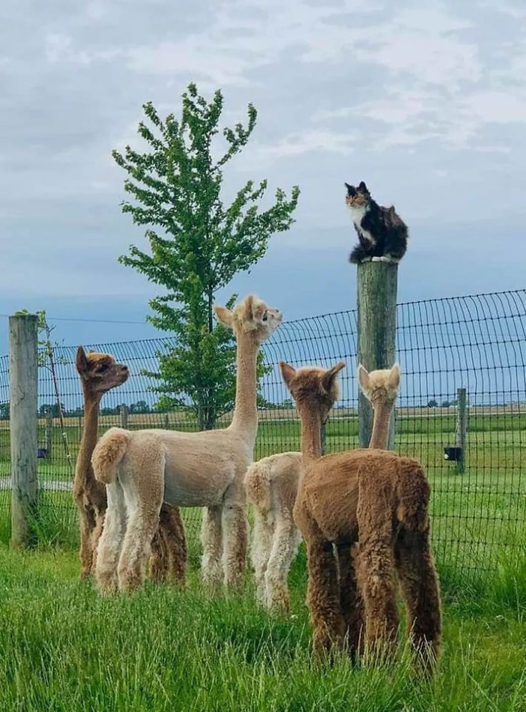 Forrás: Boredpanda