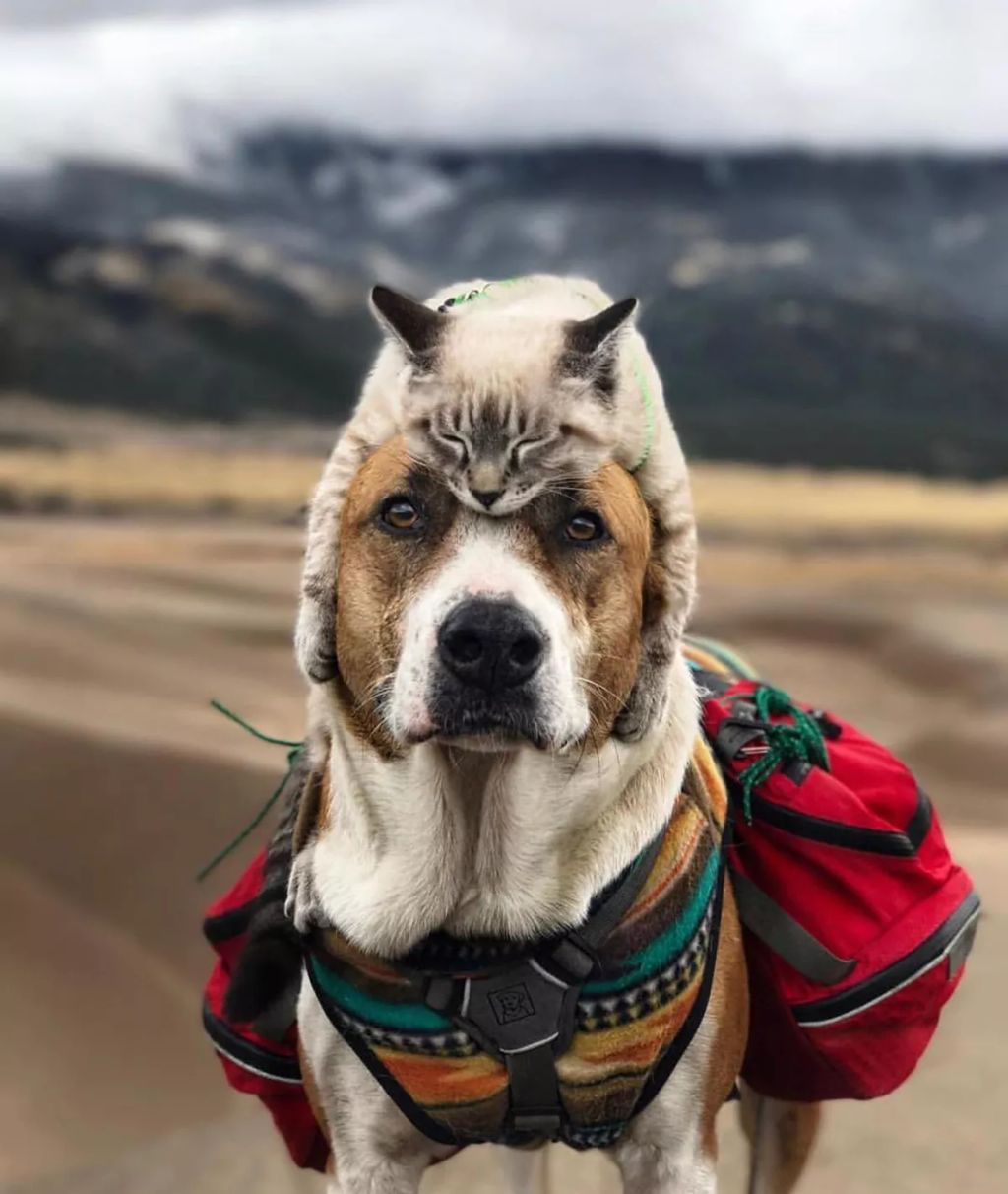 Forrás: Instagram/henrythecoloradodog
