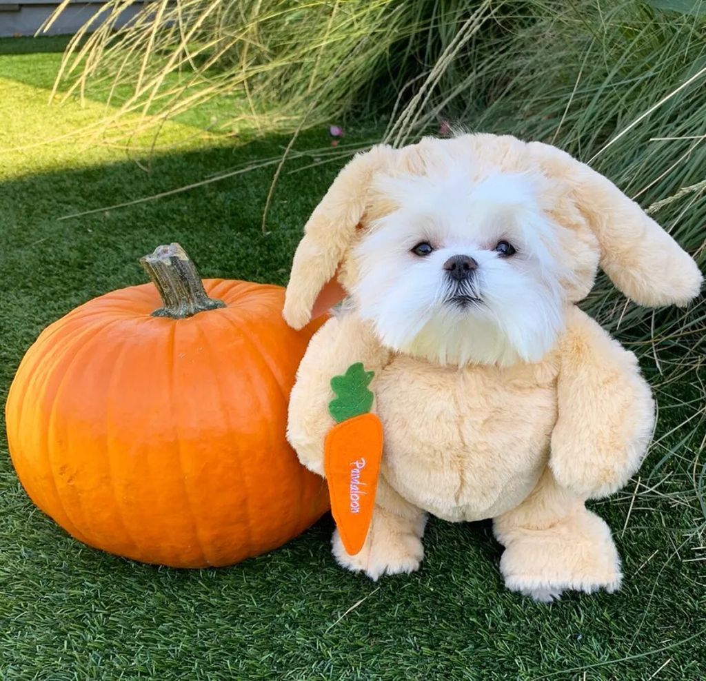 Forrás: Instagram/Coco & Her Sister Cici
