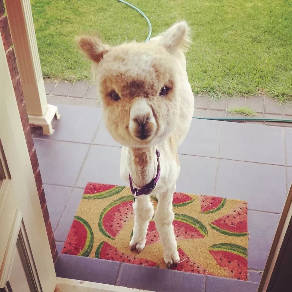 Forrás: Instagram/alfie_the_alpaca_in_adelaide