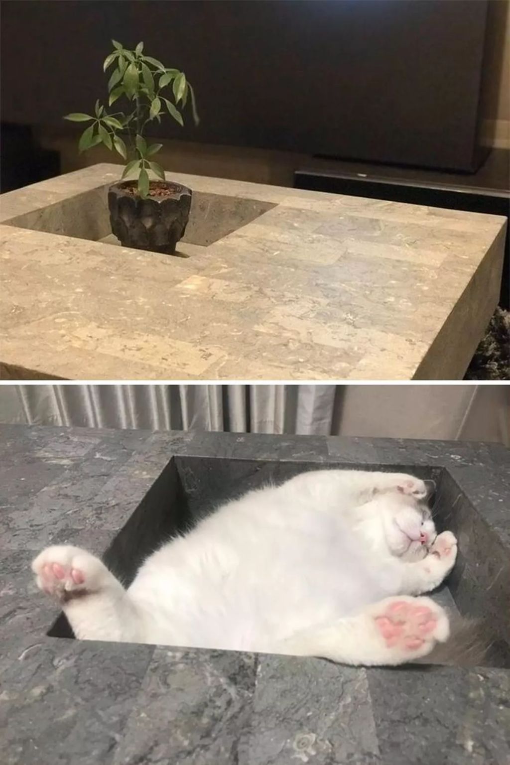 Forrás: Boredpanda