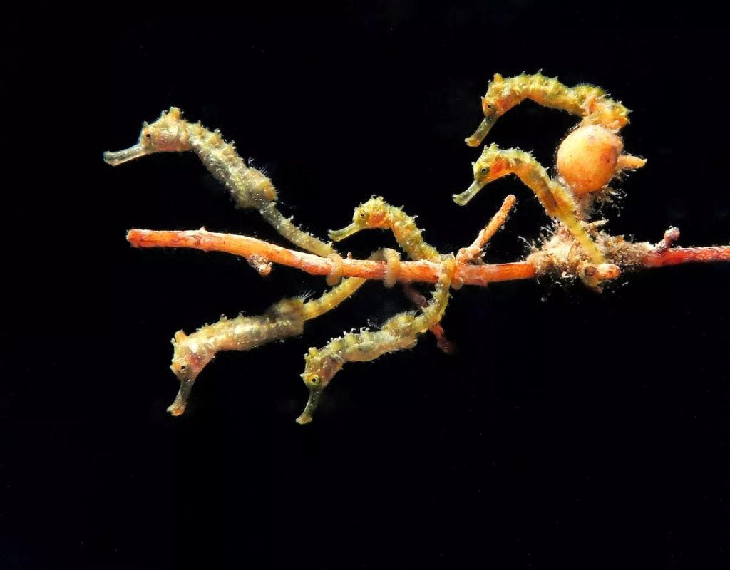 Fotó: Jules Casey/Ocean Art Photography Contest