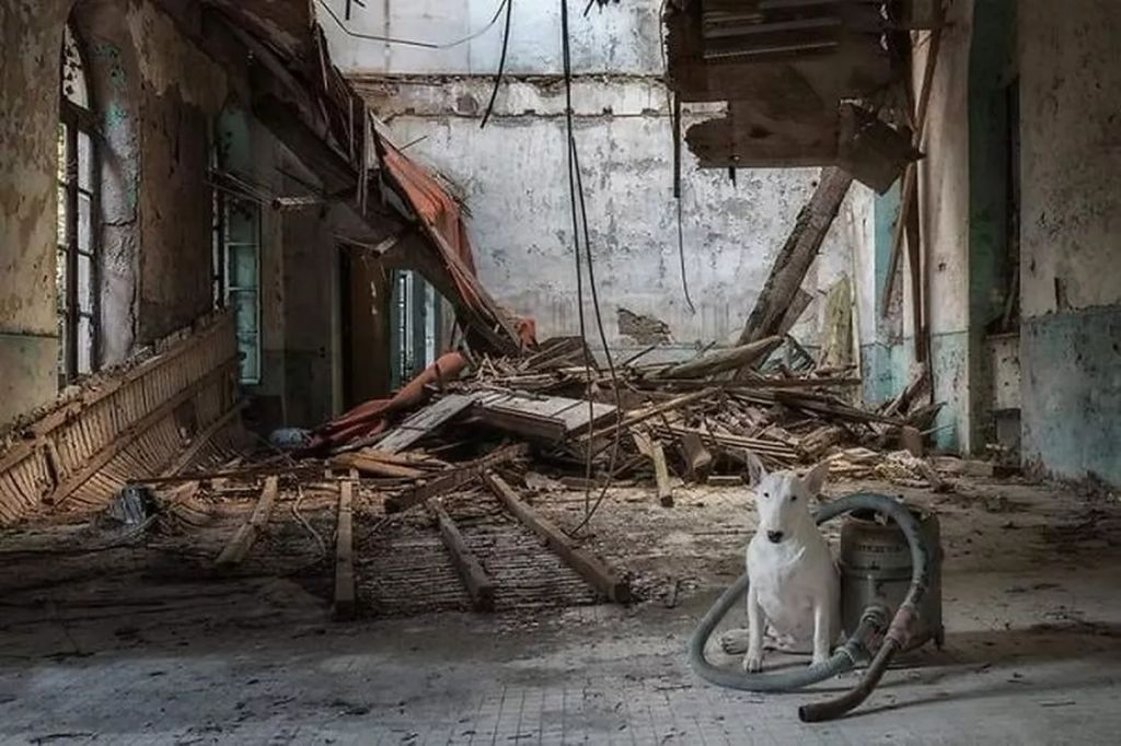 Forrás: Instagram/Claire the Bull Terrier