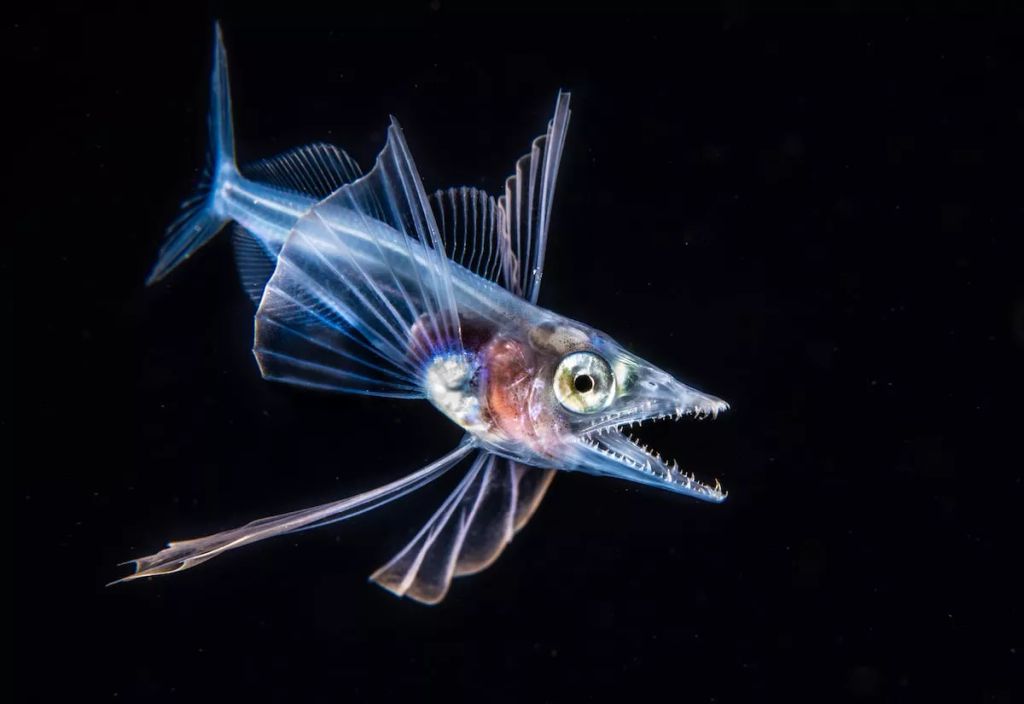 Fotó: Fabien Michenet/Ocean Art Photography Contest