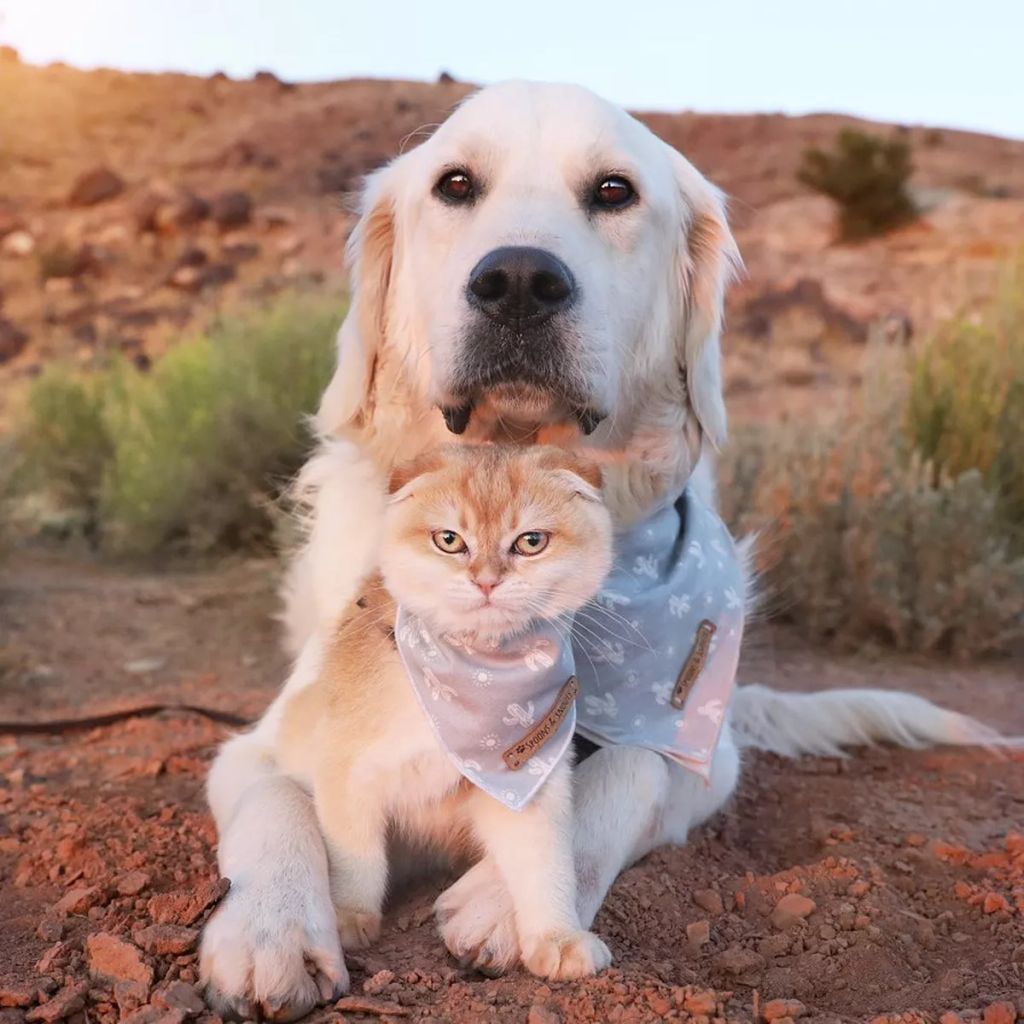Forrás: Instagram/Calvin, Samson & Cleo