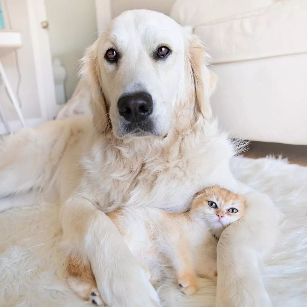 Forrás: Instagram/Calvin, Samson & Cleo