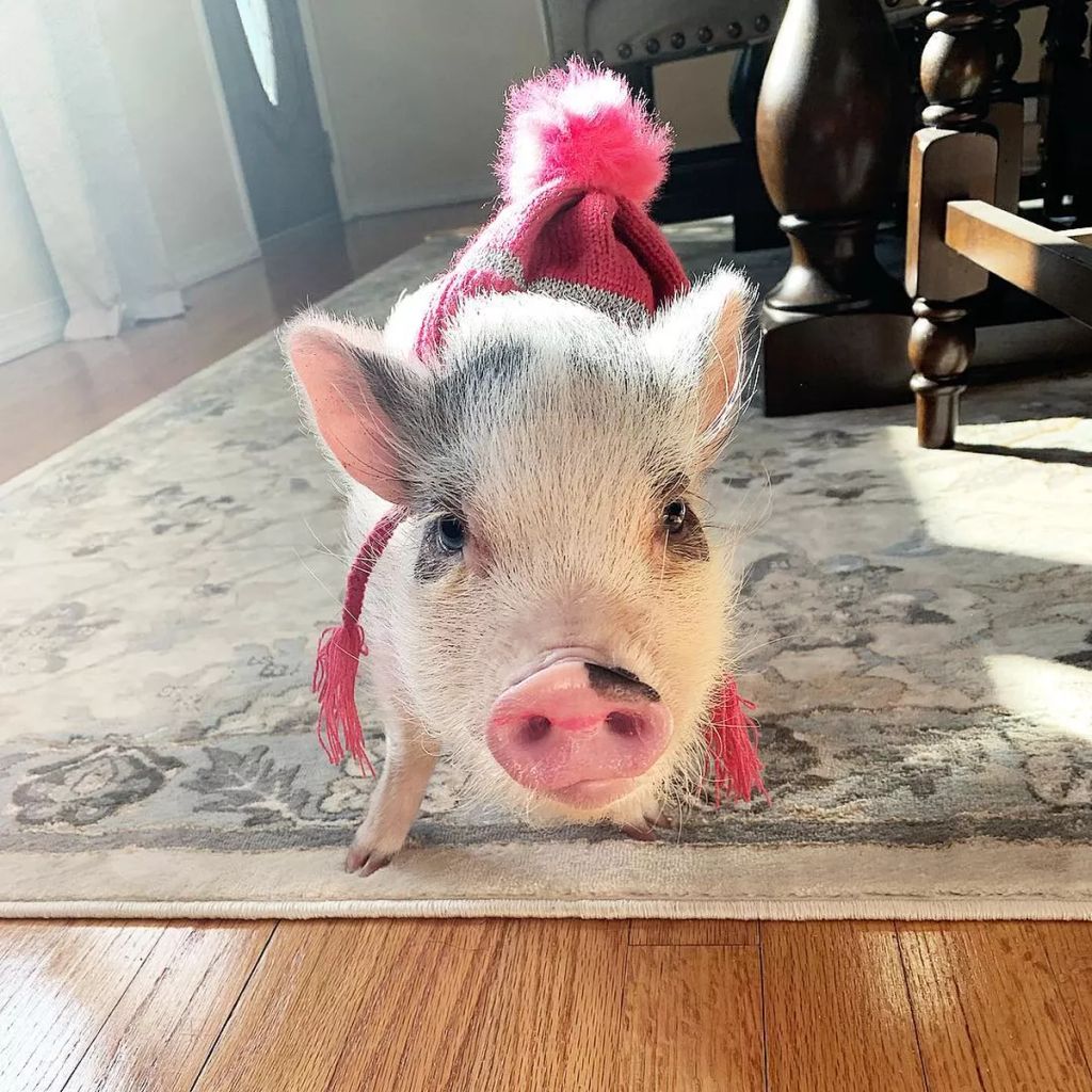 Forrás: Instagram/lucy_thepig
