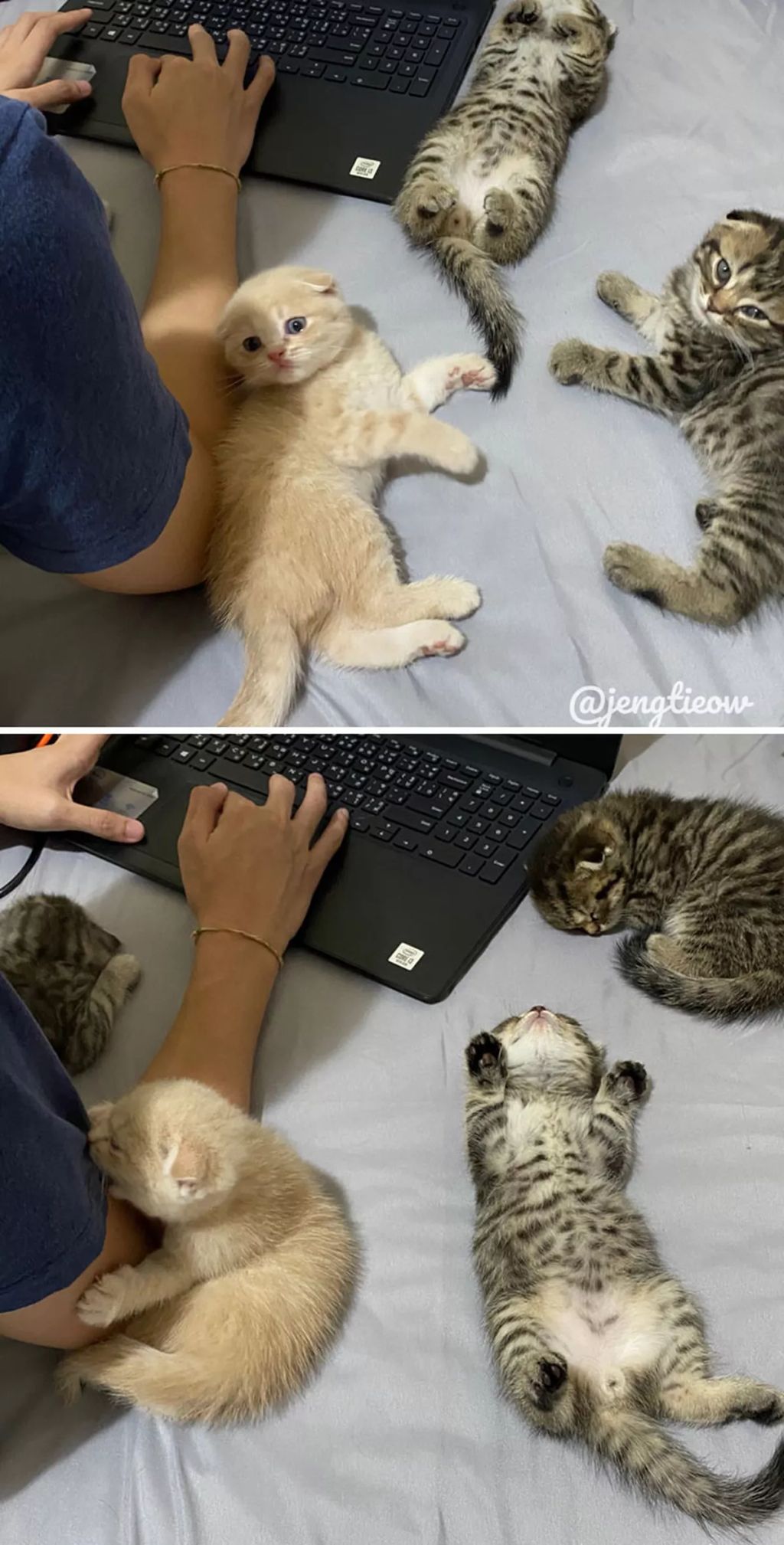 Forrás: Boredpanda