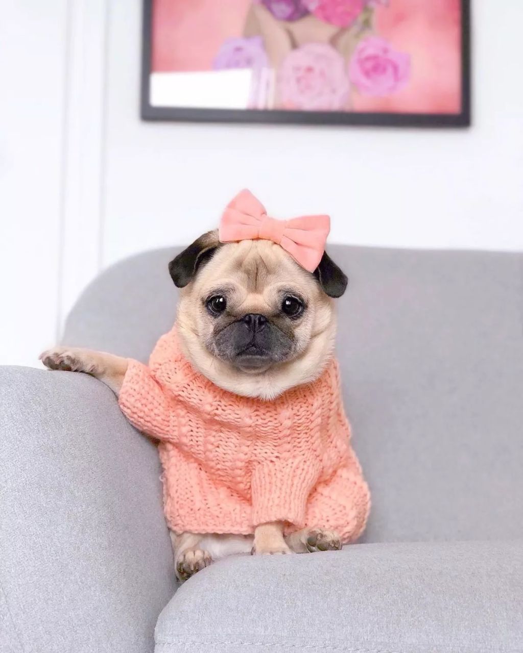 Forrás: Instagram/Loulou the Pug