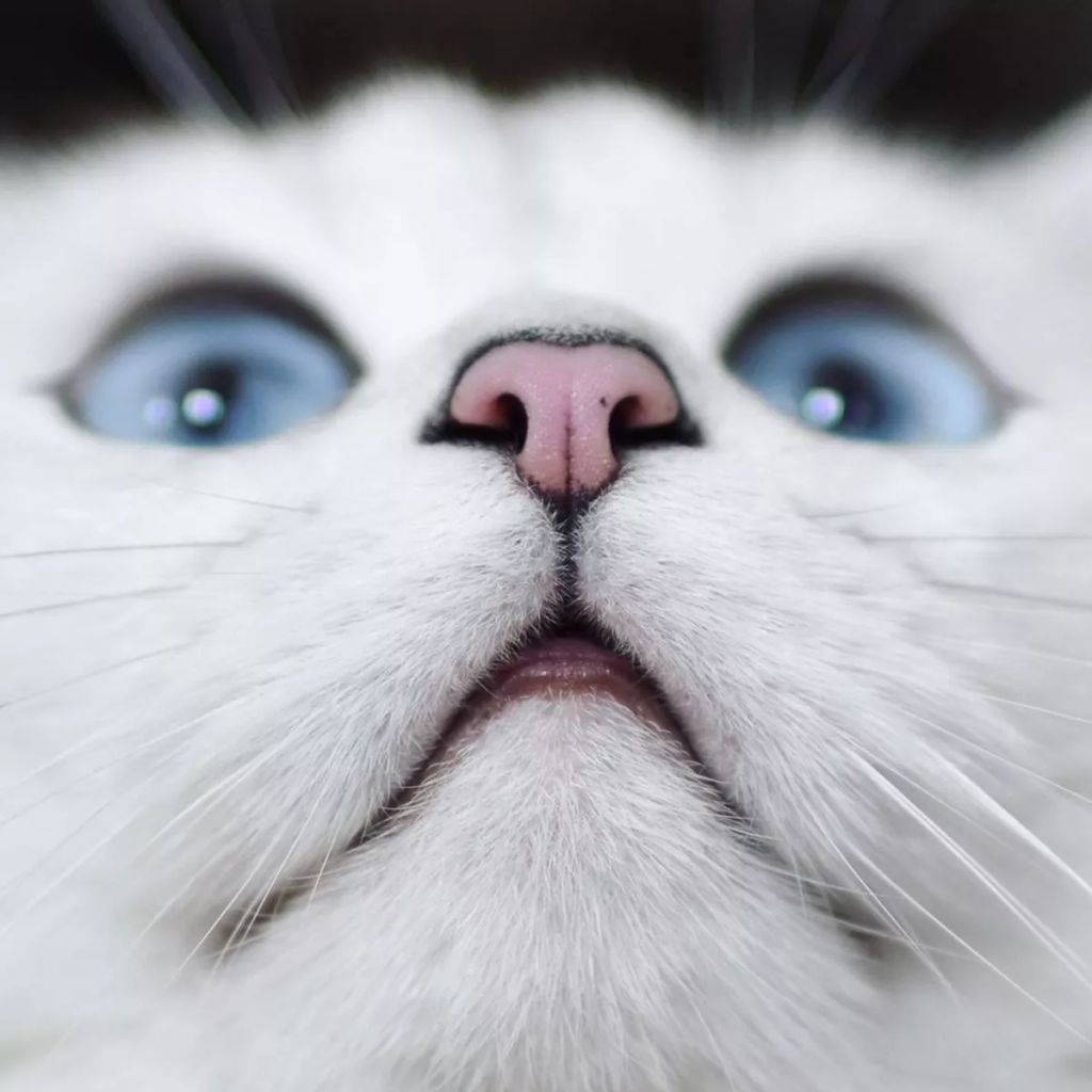 Forrás: Instagram/cobythecat