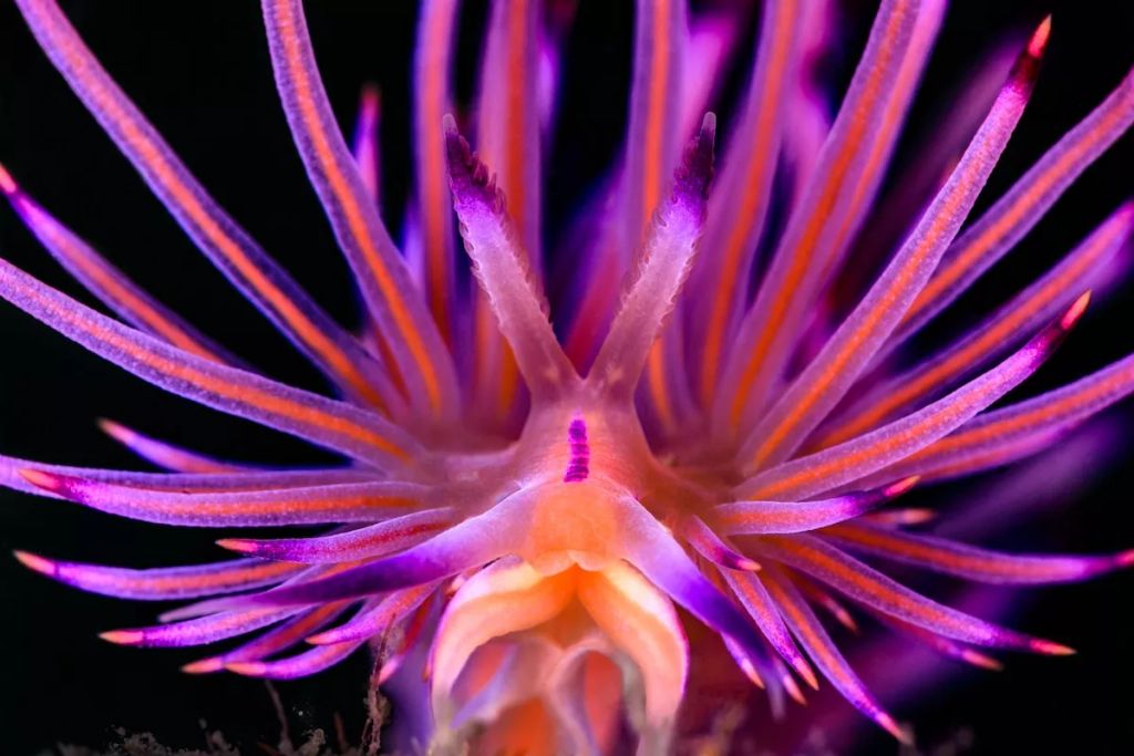 Fotó: Jenny Stock/Ocean Art Photography Contest