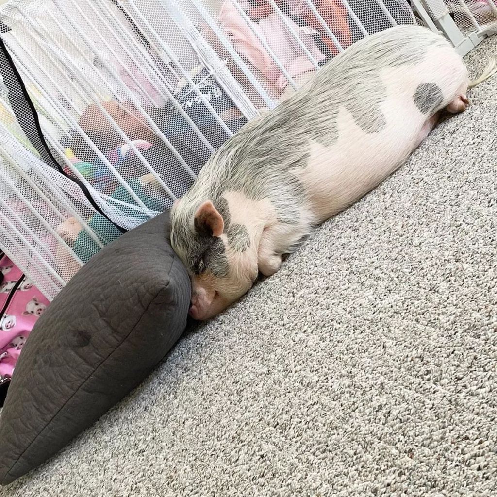 Forrás: Instagram/lucy_thepig