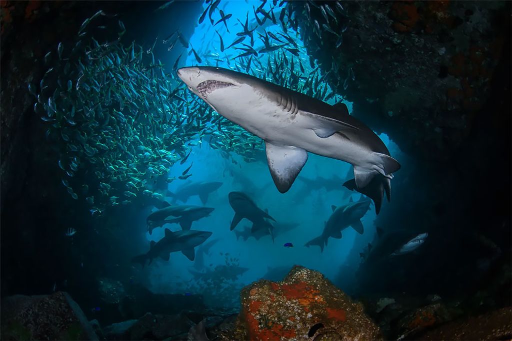 Fotó: Nicolas & Léna Remy/Ocean Art Underwater Photo Competition