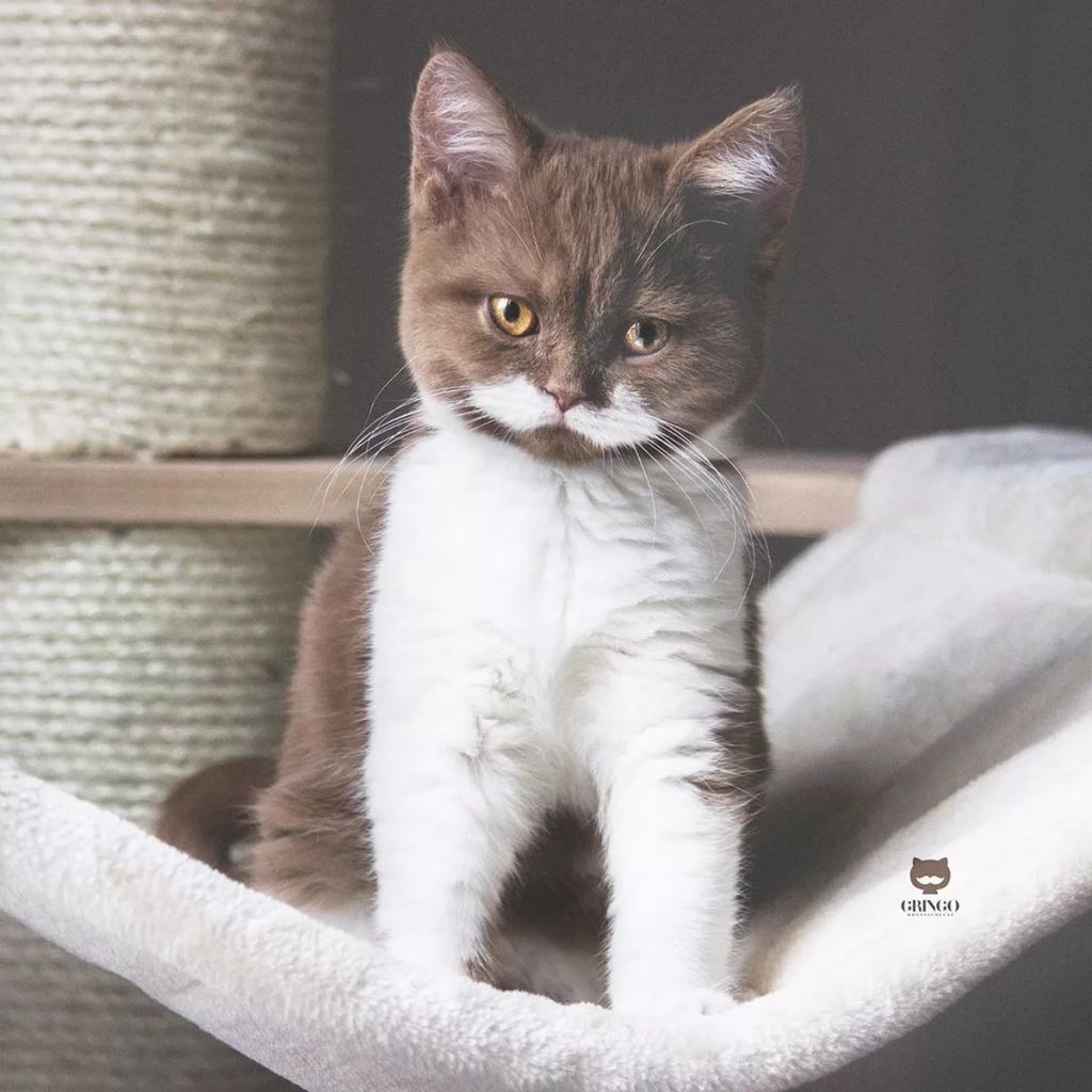 Forrás: Instagram/gringomoustachecat 