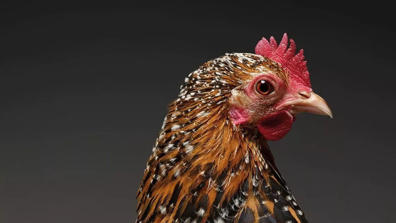 Forrás: Instagram/chicken_ph