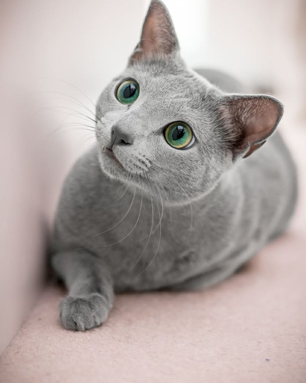 Forrás: Instagram/Russian Blue Cats Xafi & Auri