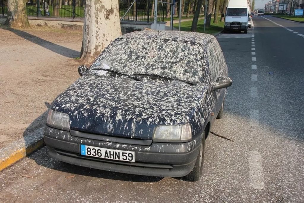 Forrás: Twitter/hoodpigeon