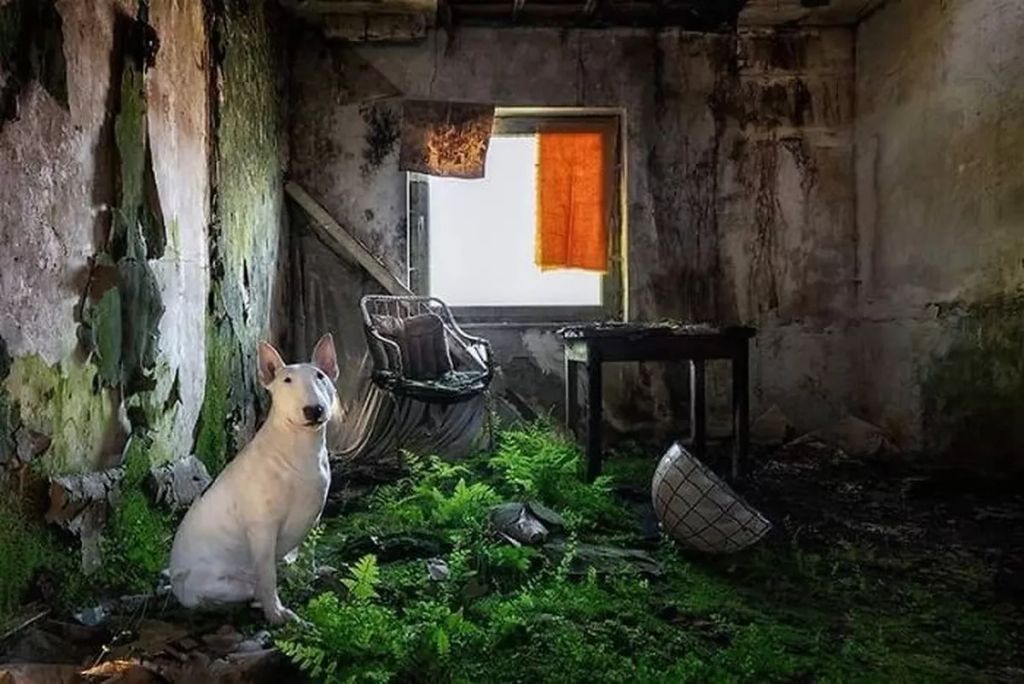 Forrás: Instagram/Claire the Bull Terrier
