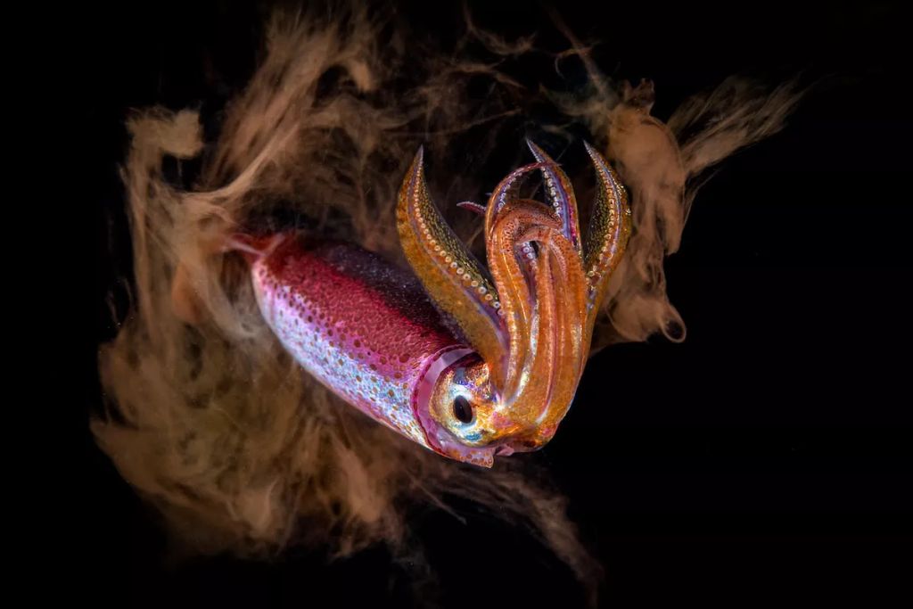 Fotó: Paolo Bausani/Ocean Art Photography Contest