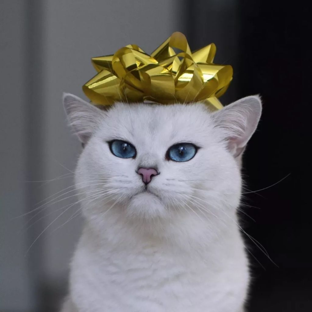 Forrás: Instagram/cobythecat