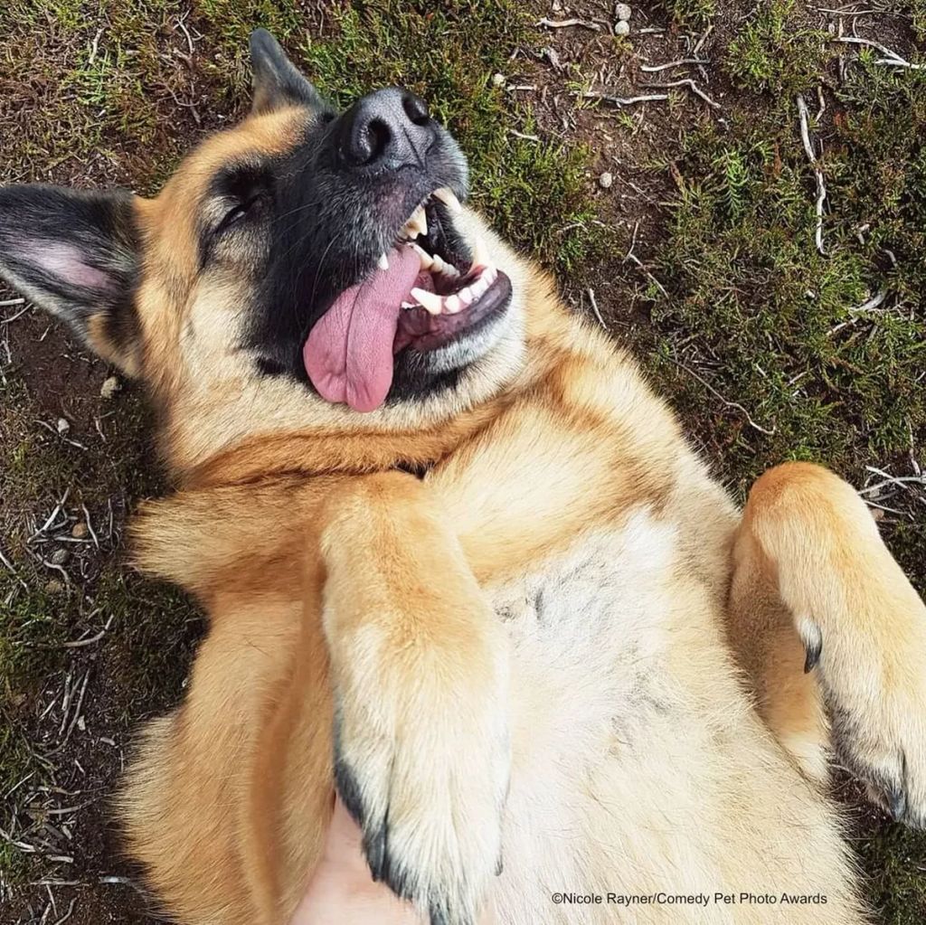 Forrás: comedypetphoto.com