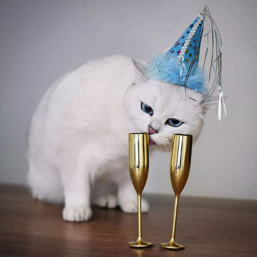Forrás: Instagram/cobythecat