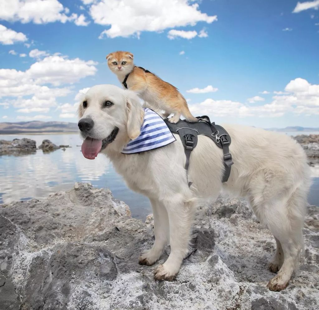 Forrás: Instagram/Calvin, Samson & Cleo