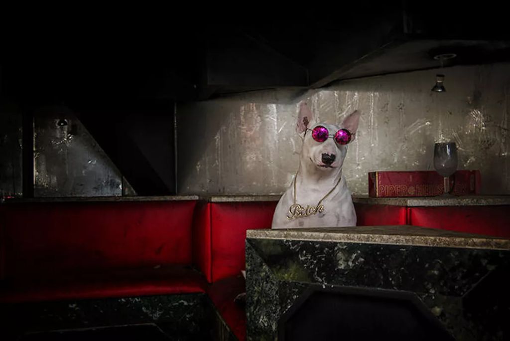 Forrás: Instagram/Claire the Bull Terrier