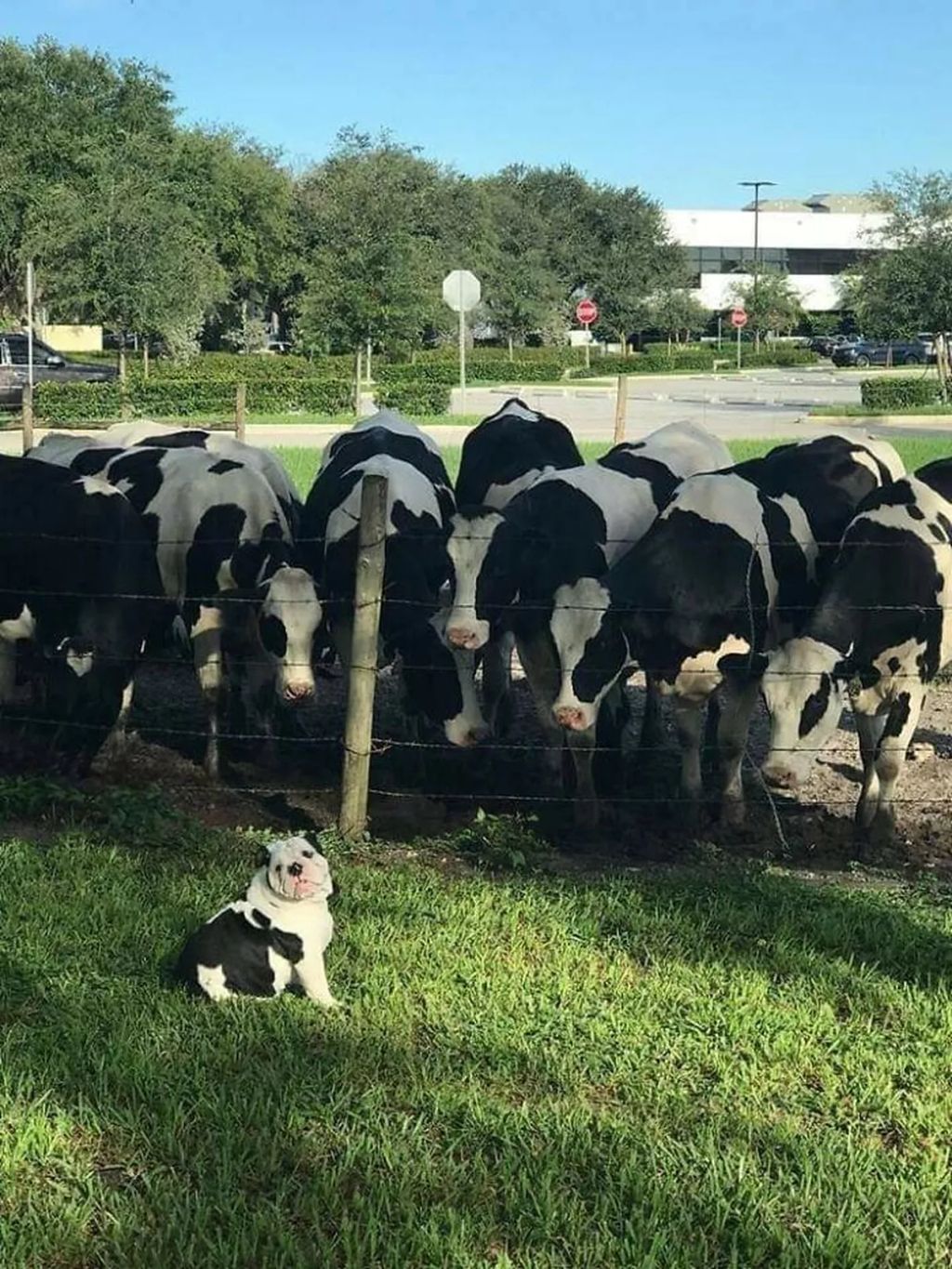 Forrás: Facebook/Important Animal Images