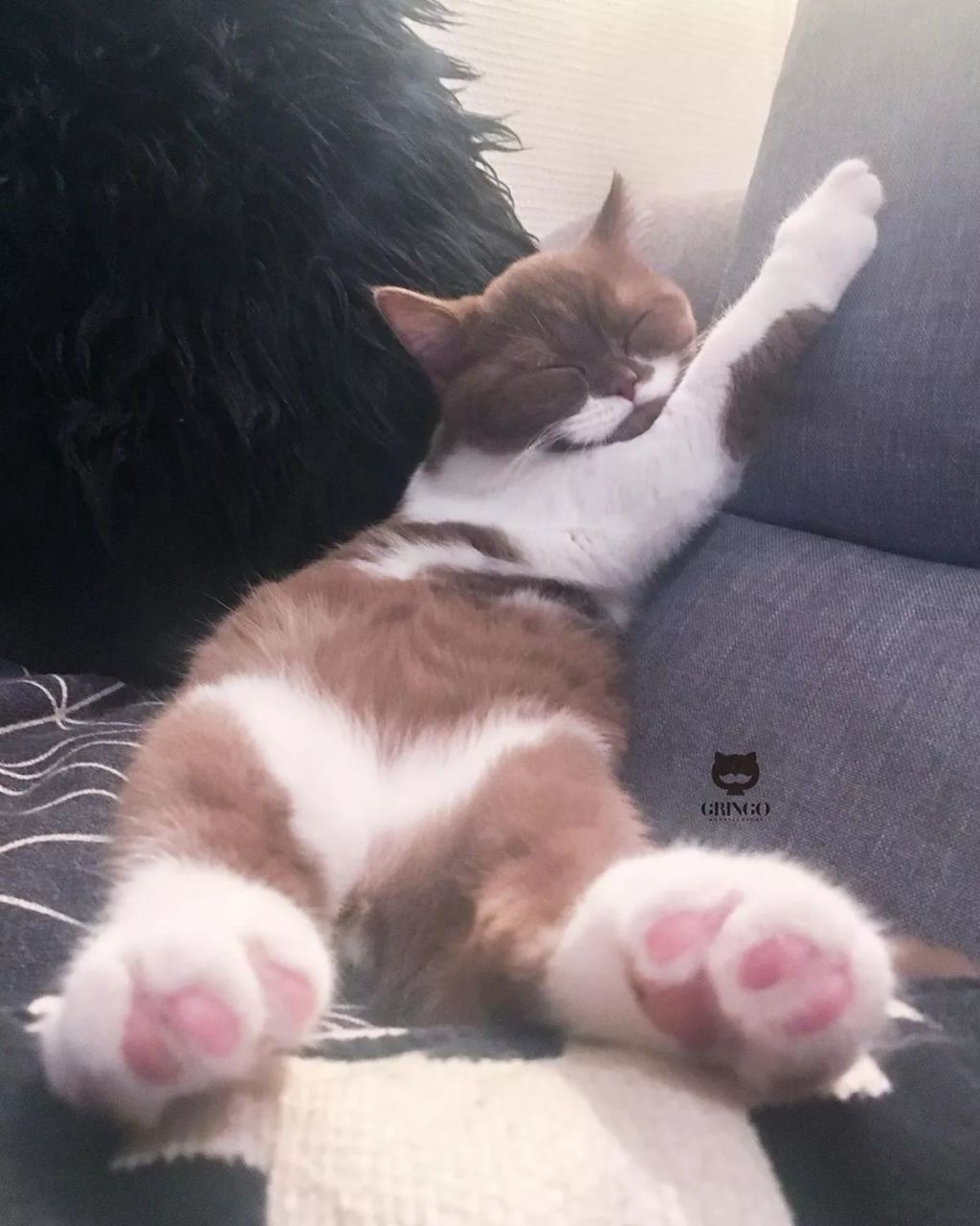 Forrás: Instagram/gringomoustachecat 