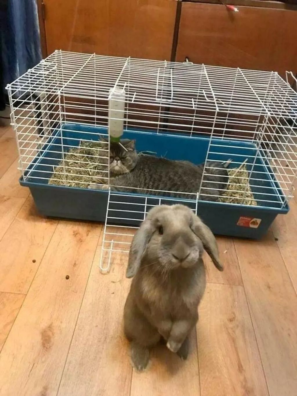 Forrás: Facebook/Important Animal Images