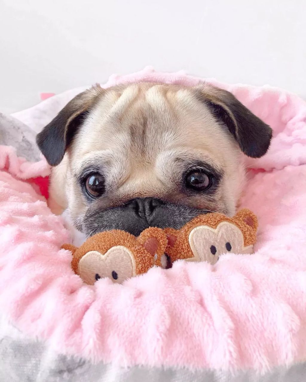 Forrás: Instagram/Loulou the Pug