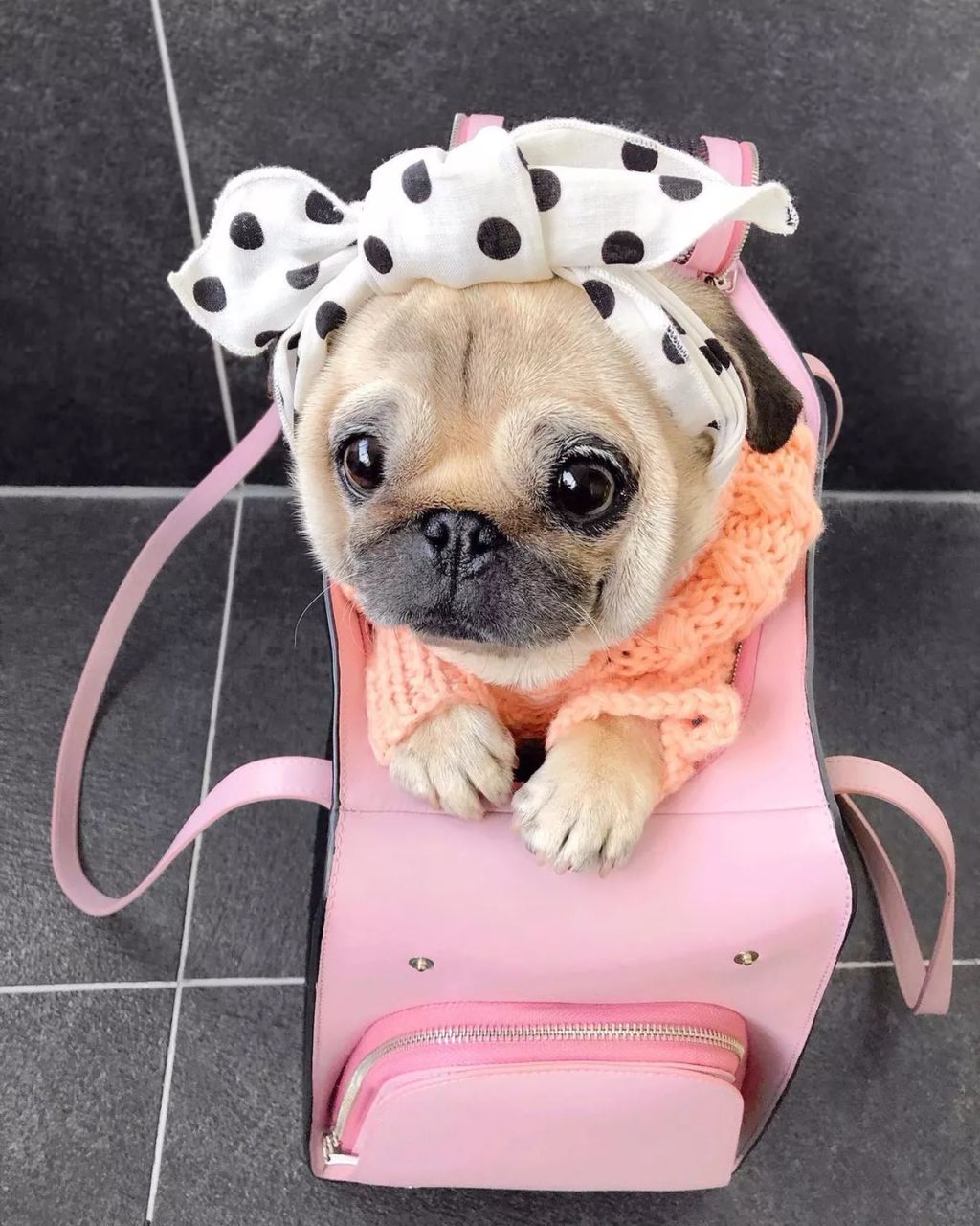 Forrás: Instagram/Loulou the Pug