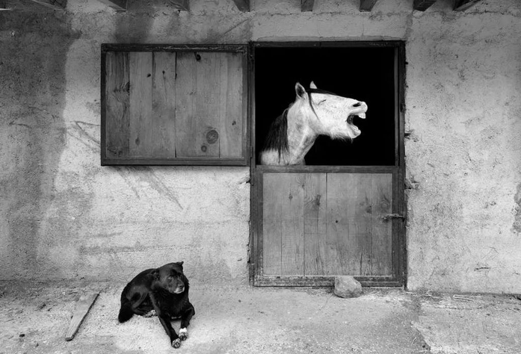 Forrás: comedypetphoto.com