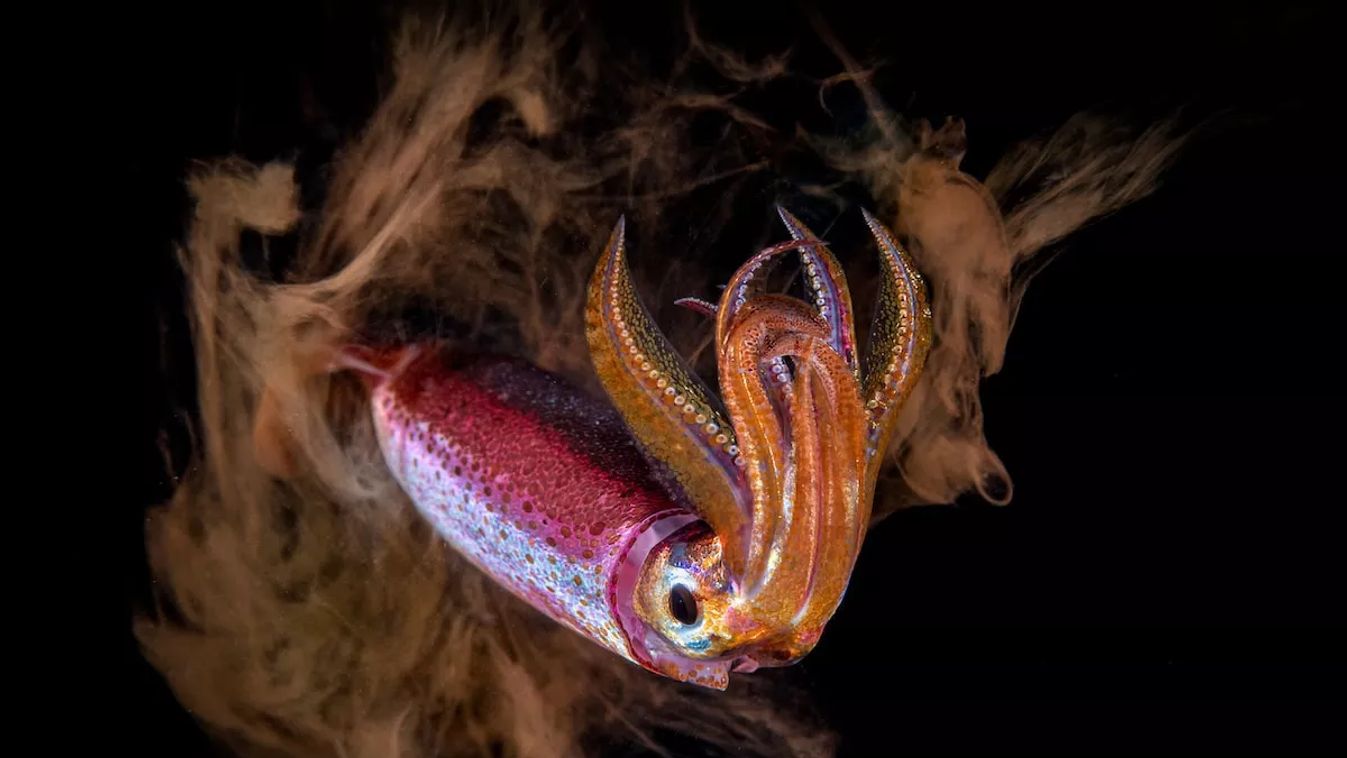 Fotó: Paolo Bausani/Ocean Art Photography Contest