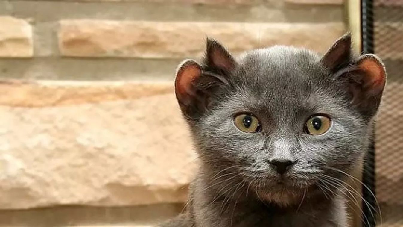 Forrás: Imgur