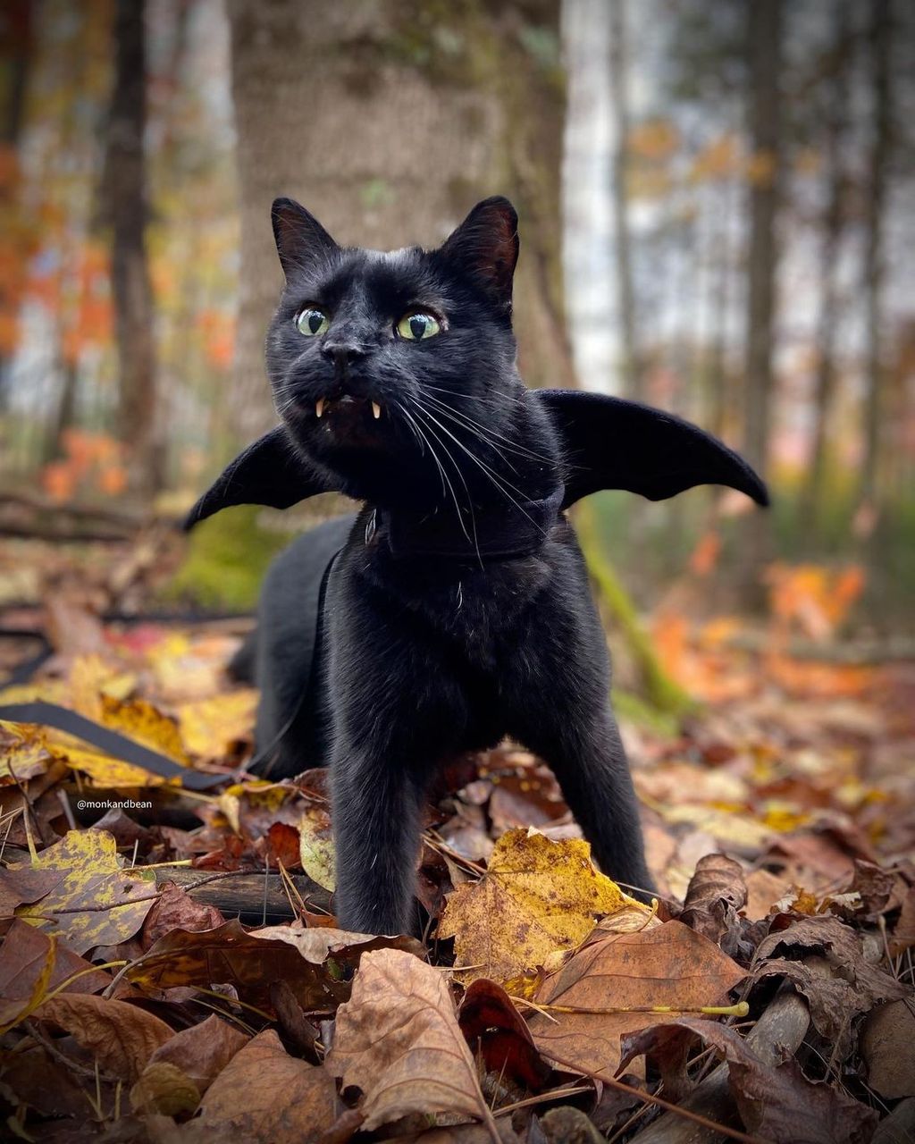 Forrás: Instagram/Vampire Cat Monk & Bean